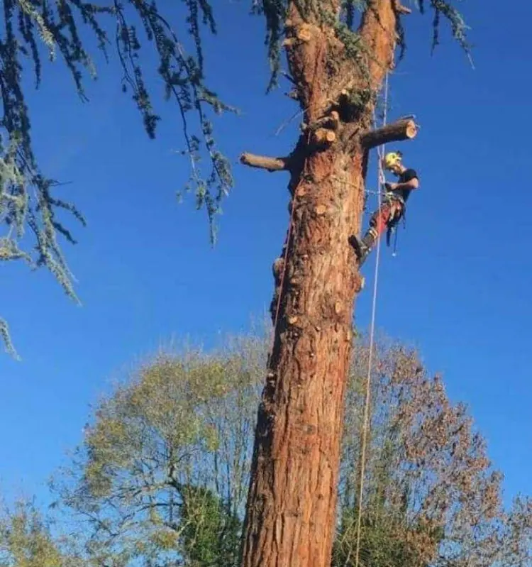 Chantier de taille d'entretien par Brun Élagage en Haute-Savoie